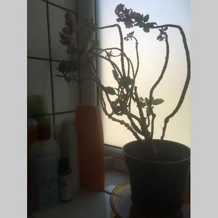 Rakovski * Sofía